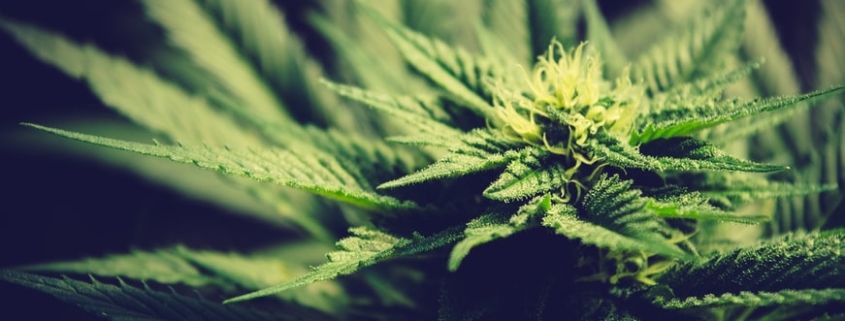 Oregon cannabis strains