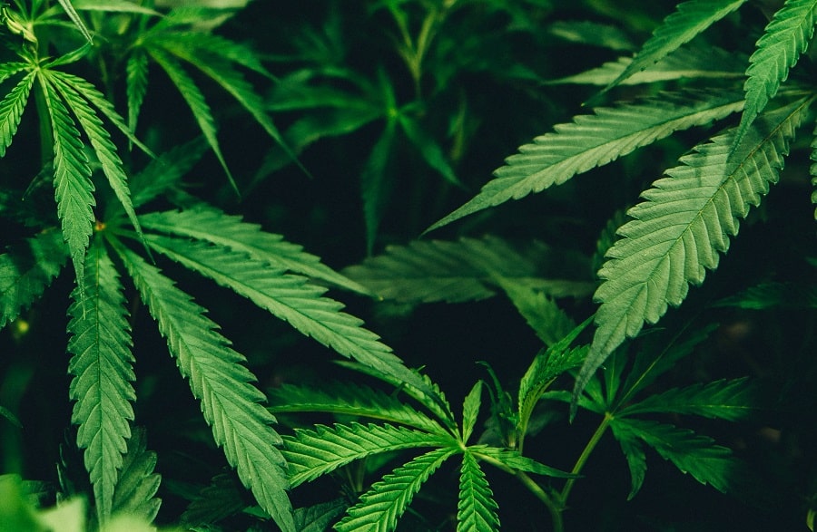 difference between hemp and marijuana