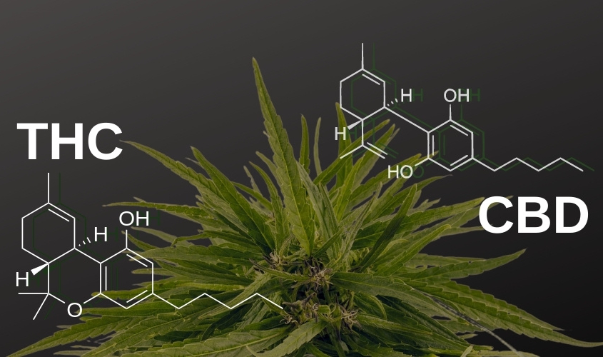 thc vs cbd