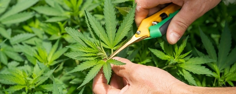 endocannabinoid system