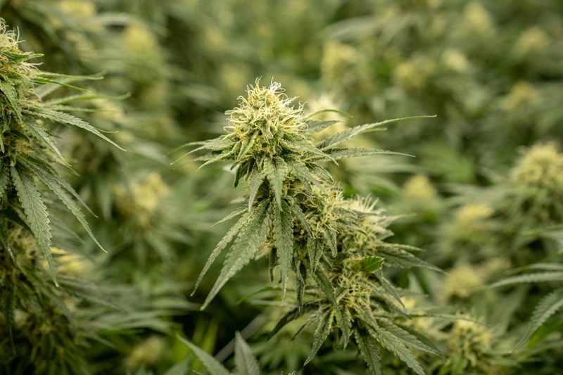 delta-9-tetrahydrocannabinol