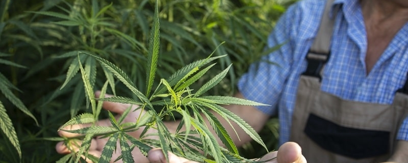 how to grow marijuana