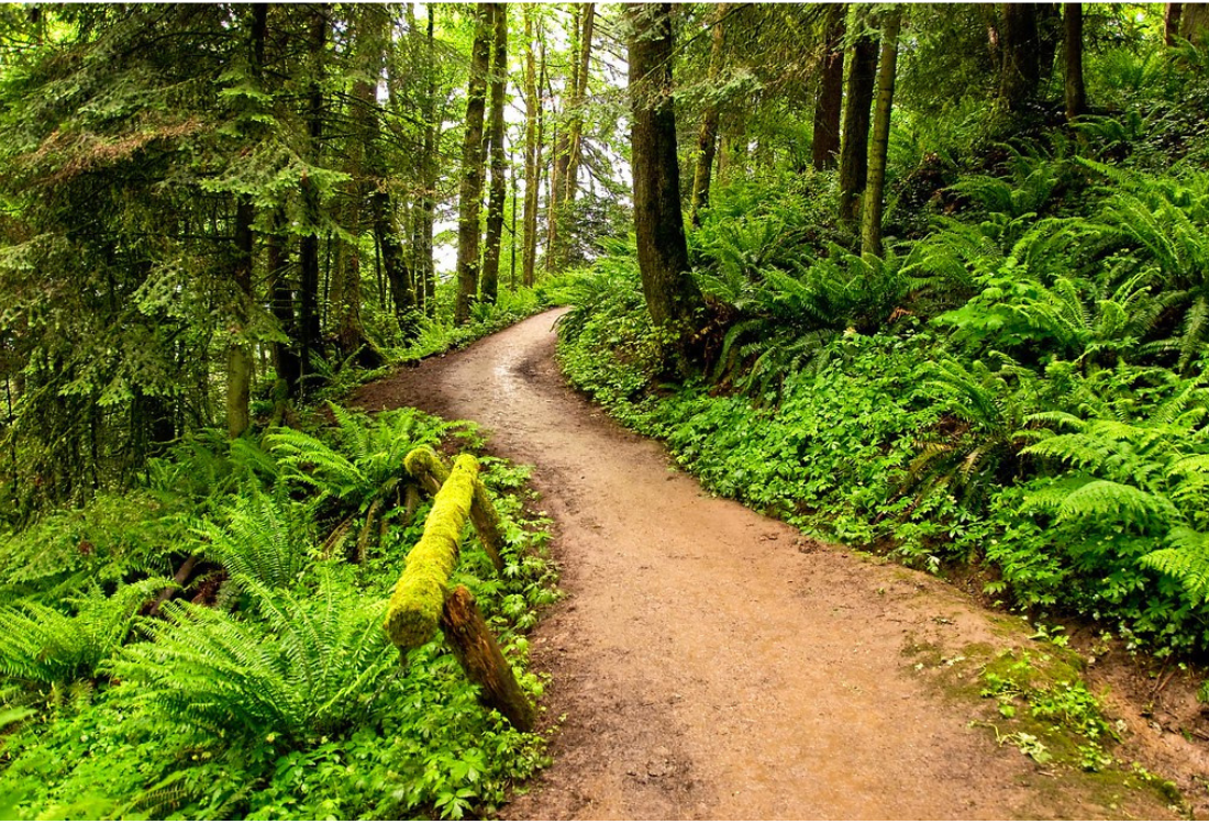 Forest-Park-Oregon-Trail-View Forest Park Oregon Trail View