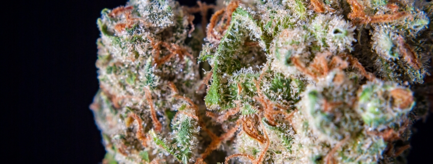 terpinolene terpene effects