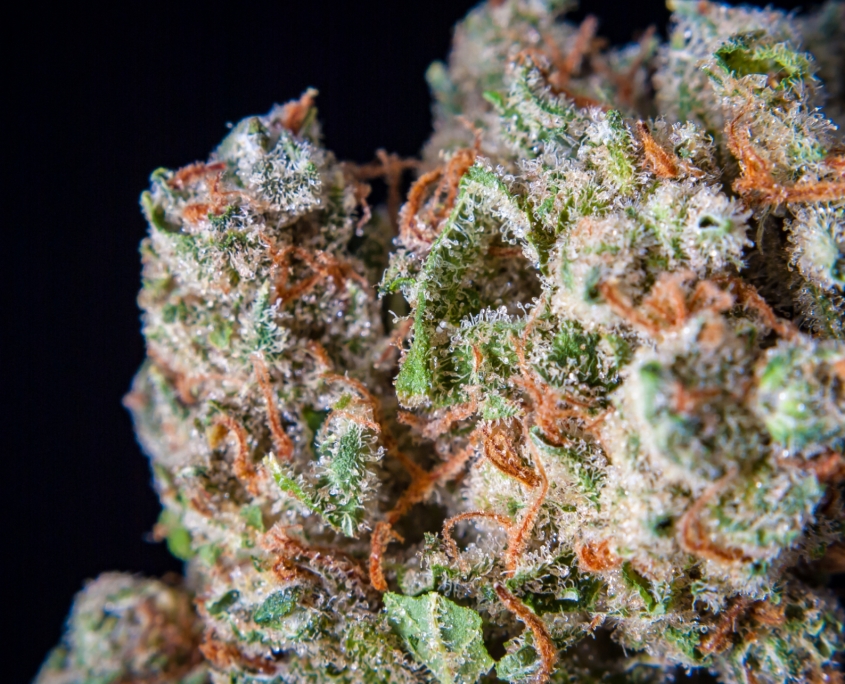 terpinolene terpene effects