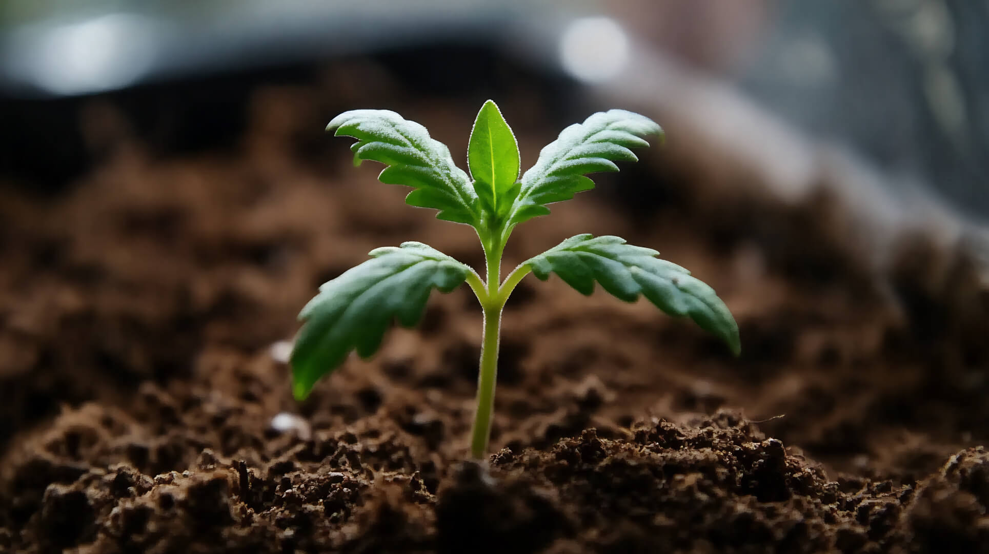 trichomes definition