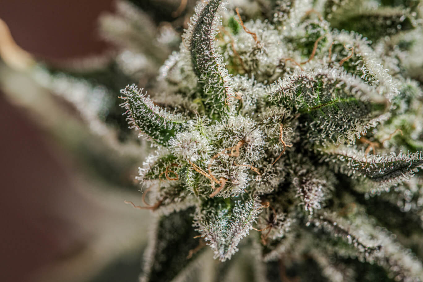 trichomes cannabis