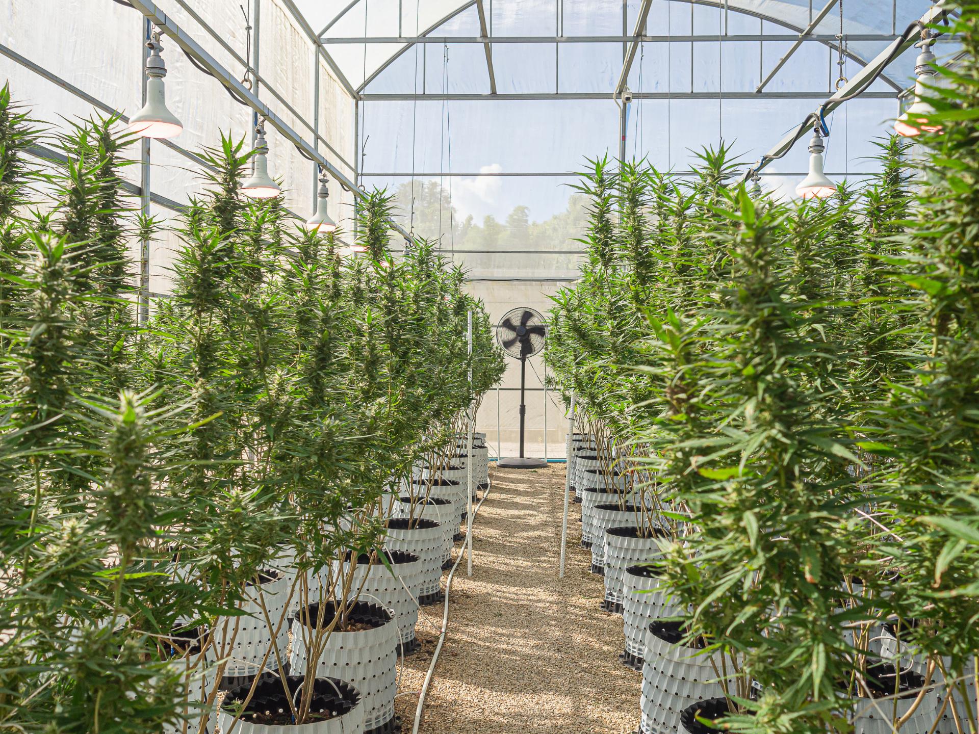 sativa vs. indica plants